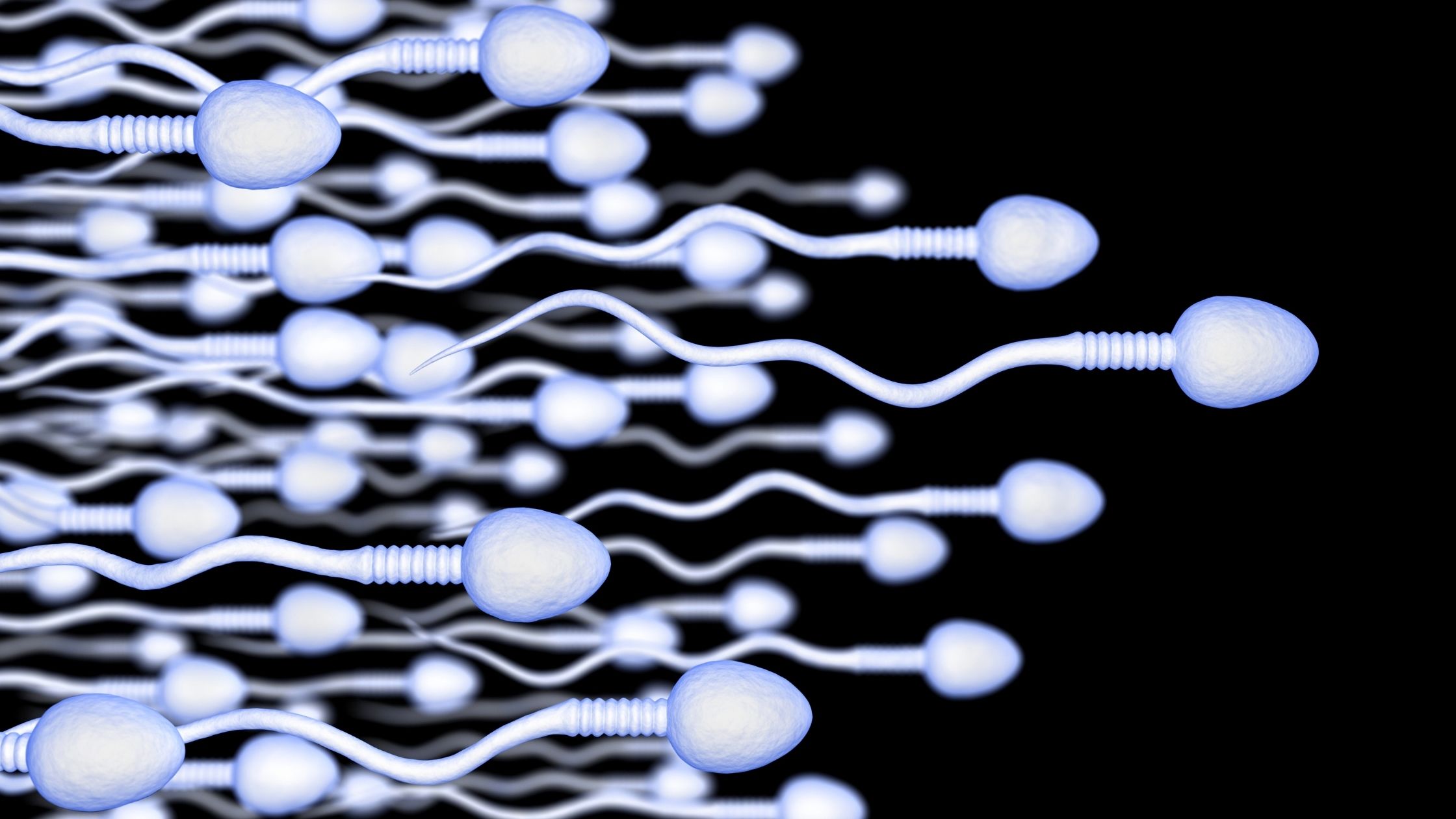 sperma ruchliwość plemników